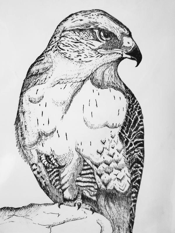 “Bird of Prey” Pen and Ink by Cynthia Lin Knowles Opening Reception Maine Gallery